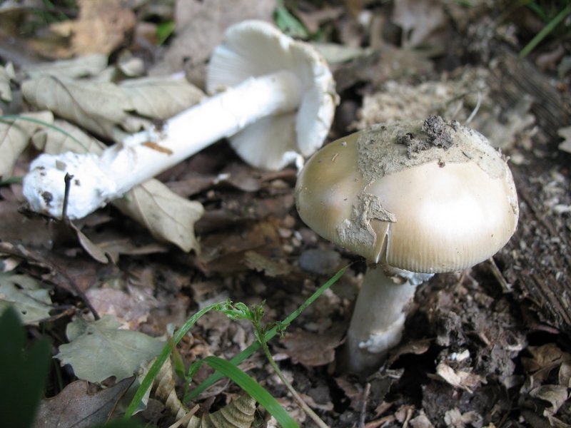 2006 amanita eliae II